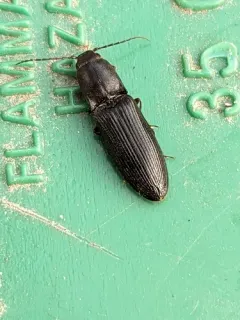 Dark-haired Click Beetle thumbnail 2