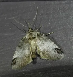 Sleeping Baileya Moth thumbnail 3