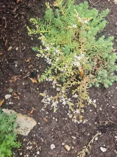 Turkish stonecrop thumbnail 3