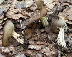 Helvella solitaria thumbnail 2