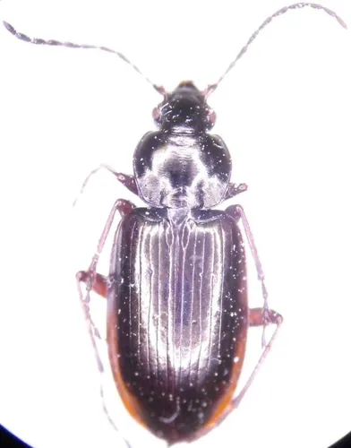 Agonum propinquum