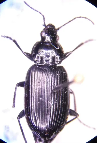 Agonum corvus