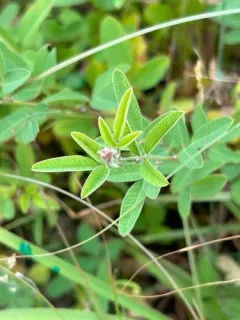 Dahurian lespedeza thumbnail 4