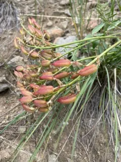 Bitterroot Milkvetch thumbnail 3