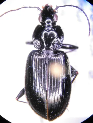 Agonum harrisii