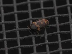 Warehouse Beetle thumbnail 3