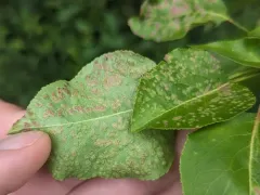 Pearleaf Blister Mite thumbnail 4