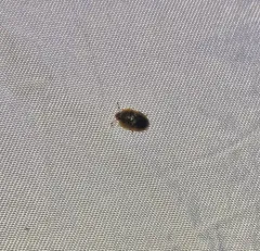 Six-spotted Sap Beetle thumbnail 2