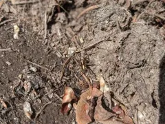 Hilltop Wolf Spider thumbnail 3