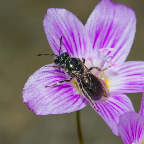 Deep-blue Sweat Bee
