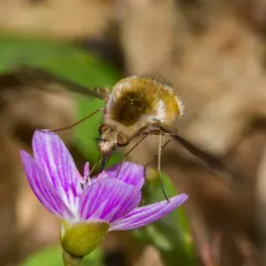 Greater Bee Fly thumbnail 2