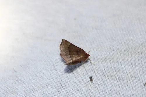 Metarranthis pilosaria