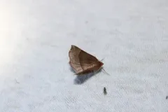 Metarranthis pilosaria thumbnail 1