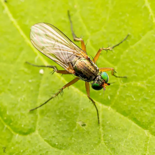Dolichopus fulvipes