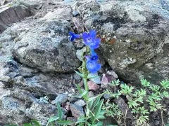 Front Range Beardtongue thumbnail 4