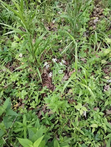 thicket parsley