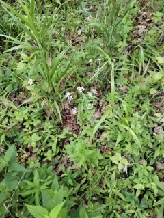 thicket parsley thumbnail 1