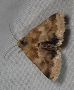 Erigeron Flower Moth thumbnail 3
