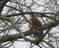 Great Black Hawk thumbnail 2
