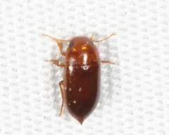 Celina angustata thumbnail 2