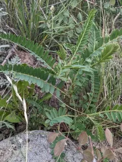 Tibet Milkvetch thumbnail 3