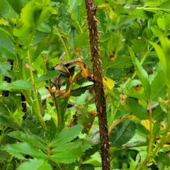 Multiflora rose rust thumbnail 2