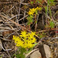 Wormleaf Stonecrop thumbnail 4