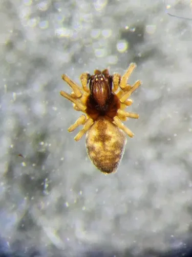 Emblyna manitoba