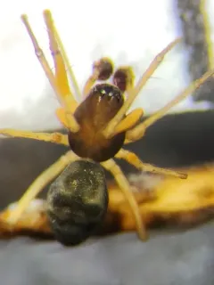 Bog Sheet-web Weaver thumbnail 2