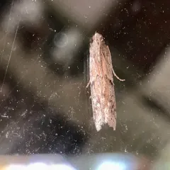 Beehive Honey Moth thumbnail 4