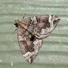 Northwestern Phoenix Moth thumbnail 3