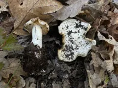 Tricholoma argyraceum thumbnail 4