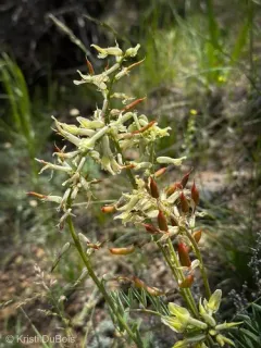 Bitterroot Milkvetch thumbnail 4
