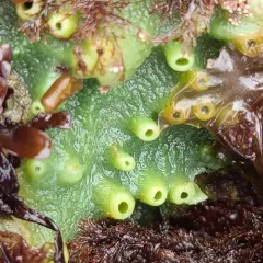 Bread-crumb Sponge thumbnail 2