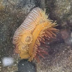 Brooding Anemone thumbnail 4