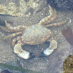 Blackclaw Crestleg Crab thumbnail 3