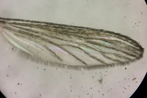 Aedes fitchii