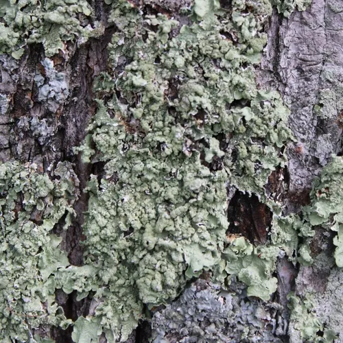 Speckled Greenshield