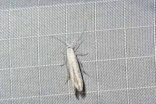 Coleophora seminella