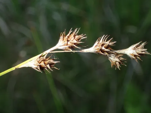 Eastern Straw Sedge