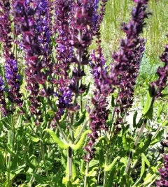 Purple Wood Sage thumbnail 3