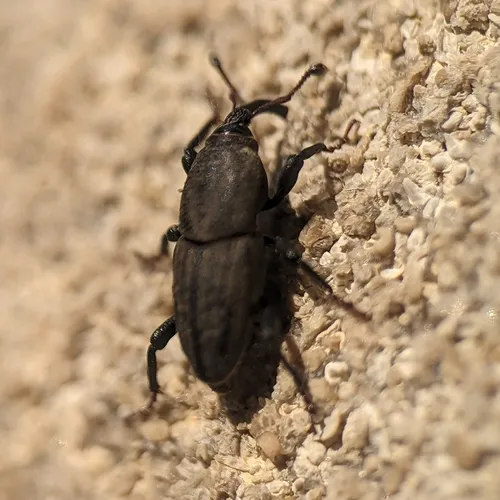 Bluegrass Billbug