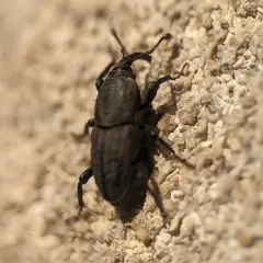 Bluegrass Billbug thumbnail 1