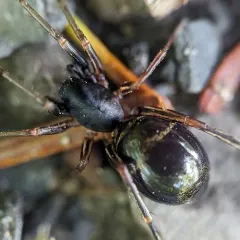 Two-banded Ant-mimic Sac Spider thumbnail 2