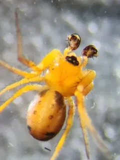 Small Orbweaver thumbnail 2