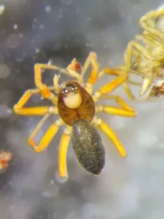 Tricorn Dwarf Weaver thumbnail 2