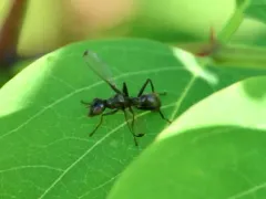 Myrmecothea myrmecoides thumbnail 4