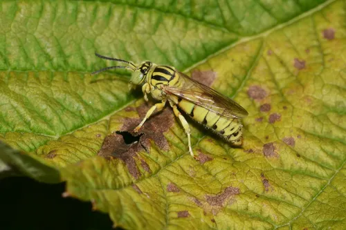 Bembecinus neglectus