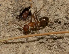 Wily Field Ant thumbnail 4
