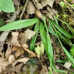 White Bear Sedge thumbnail 3